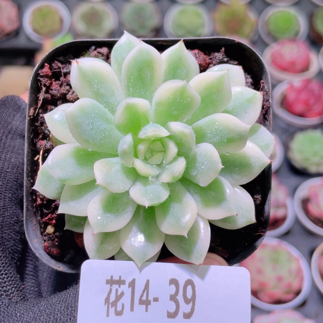 花利美14-39新品锦