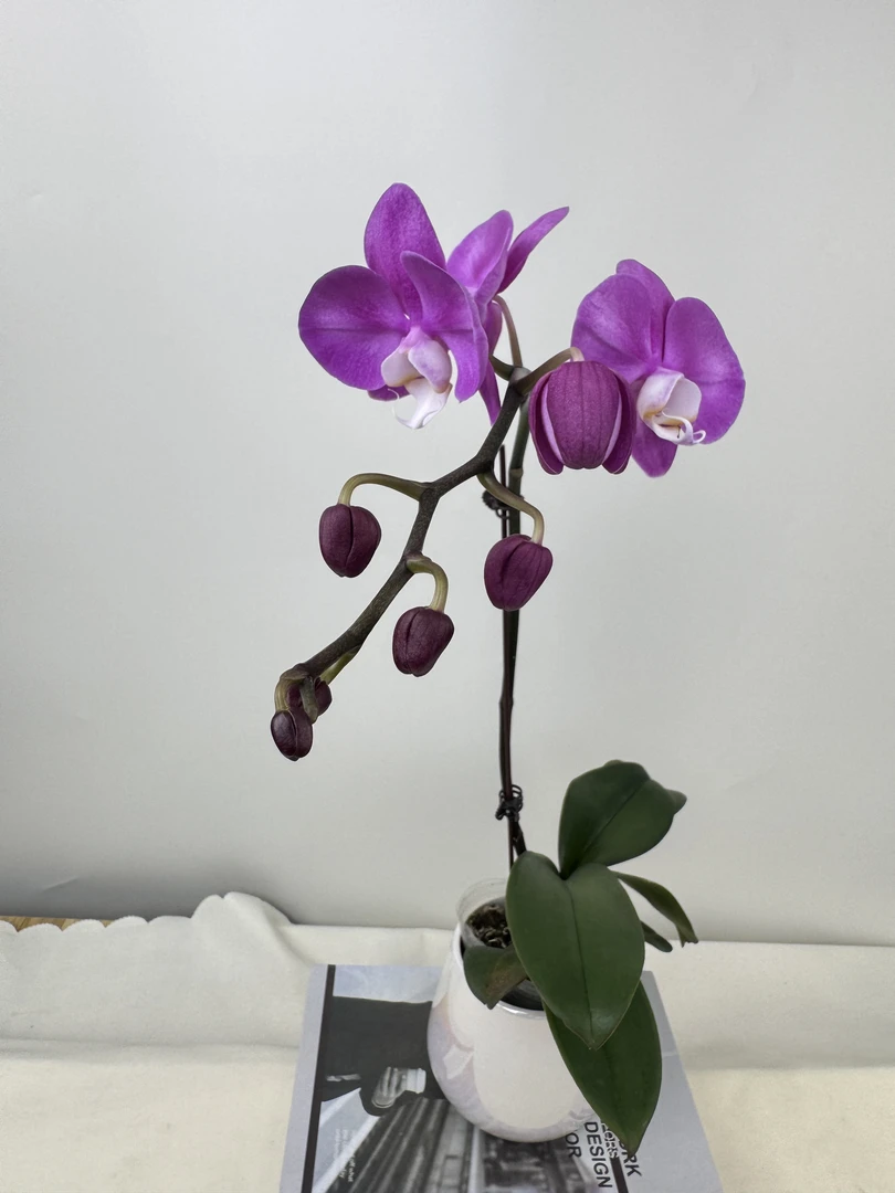 蝴蝶兰【素心】鲜花盆栽室内观赏花花佛山基地直发好养易活