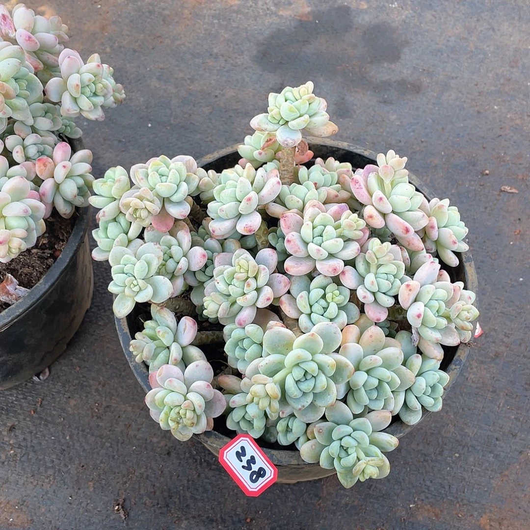 238劳尔 一物一拍多肉