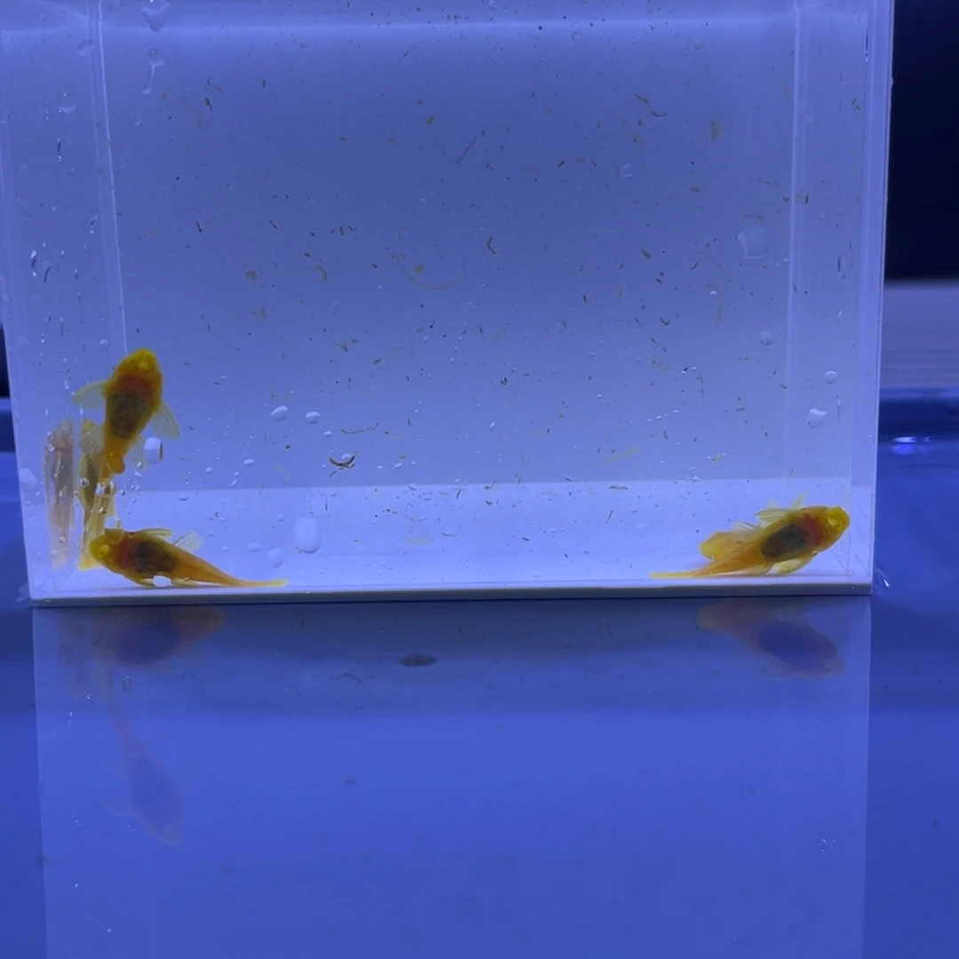 孔雀鱼胡子5条开箱视频报损