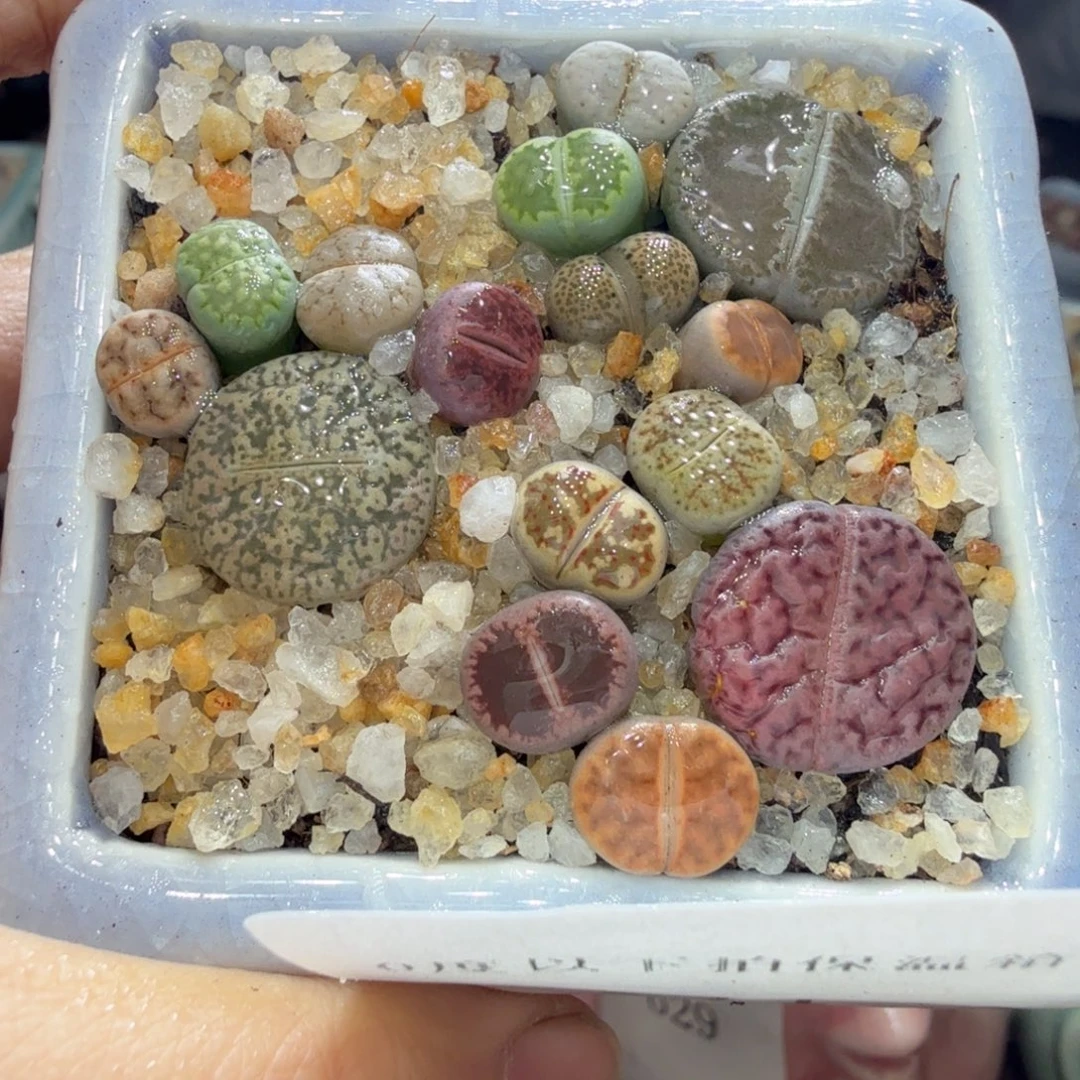 多肉植物开播福利冲冲571