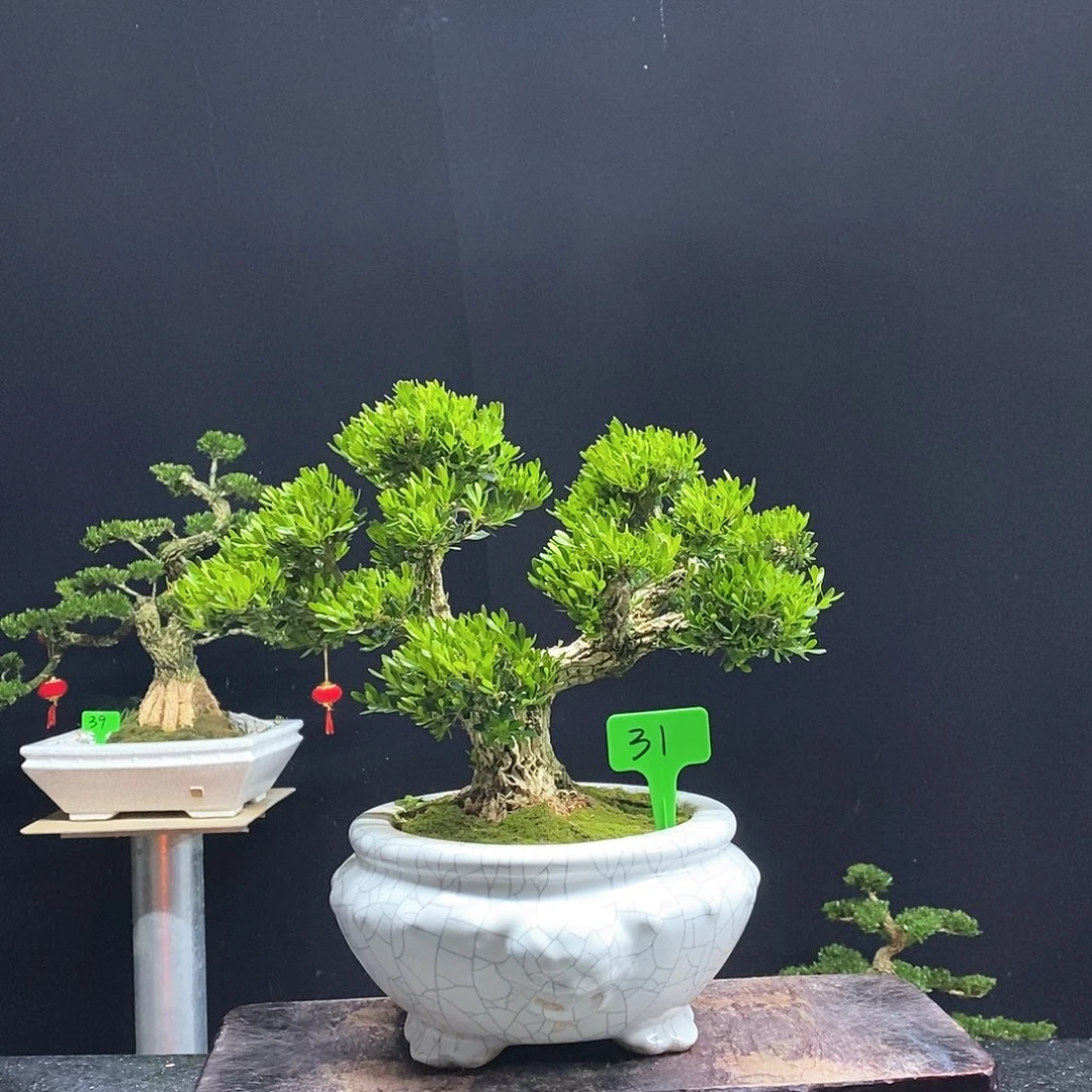 无花朵黄杨盆景艺术
