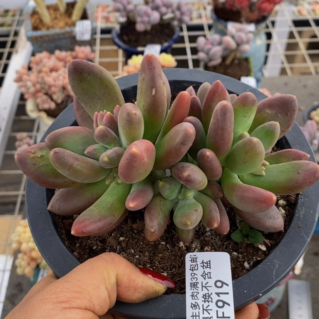 金蟾919/10c m多肉