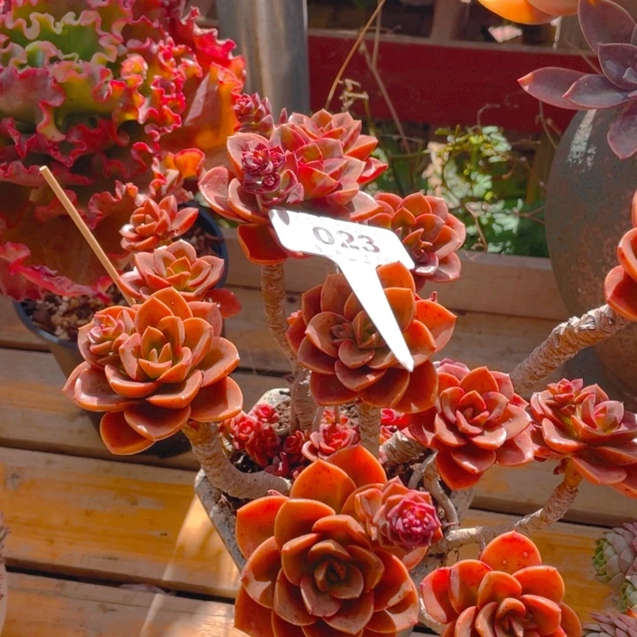 张*谢谢你的支持00000023