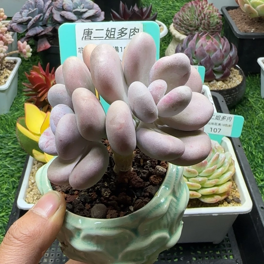 唐二姐多肉编号108