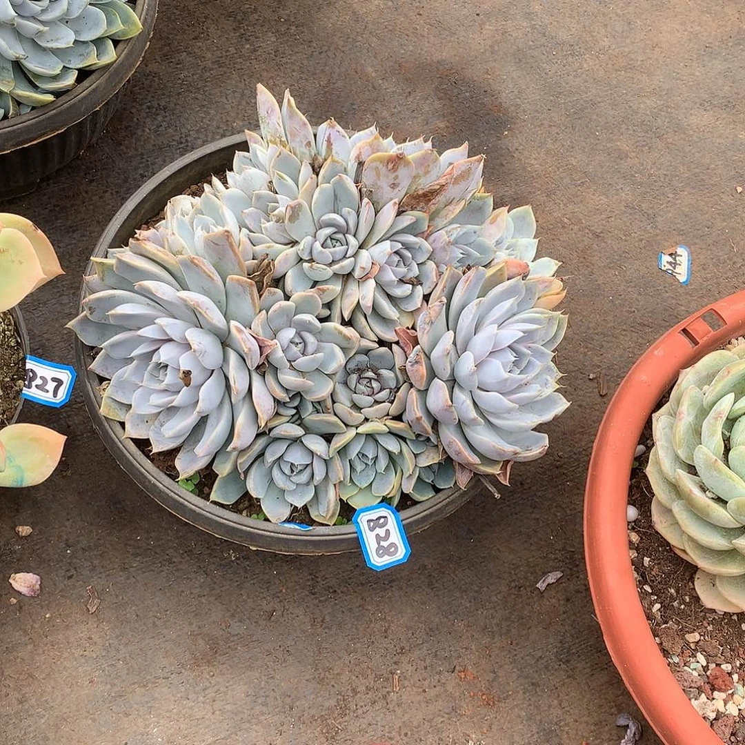 828雪兔一物一拍多肉