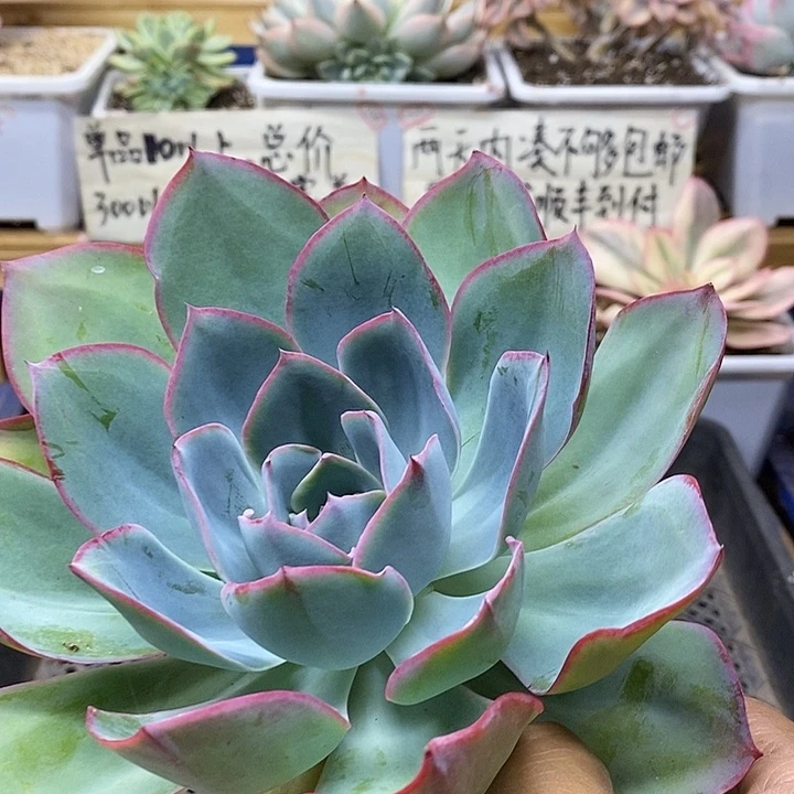 01145 霓虹灯多肉