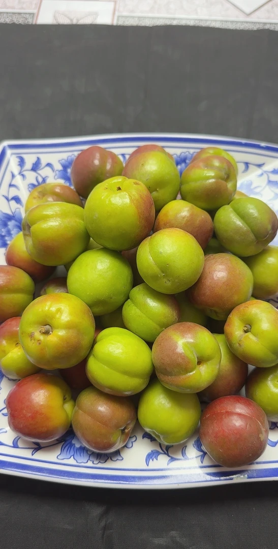 马志国广河谢家新品种包谷杏子（口味杏）