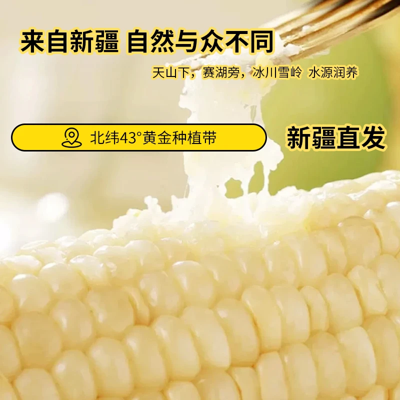 新疆糯玉米产地直发天山雪水滋养 粒粒晶莹 天然纯净