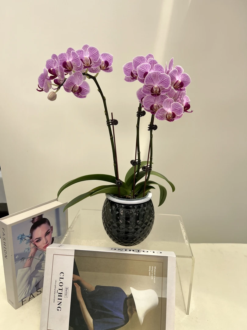 蝴蝶兰【奥利奥】鲜花盆栽室内观赏花花佛山基地直发好养易活