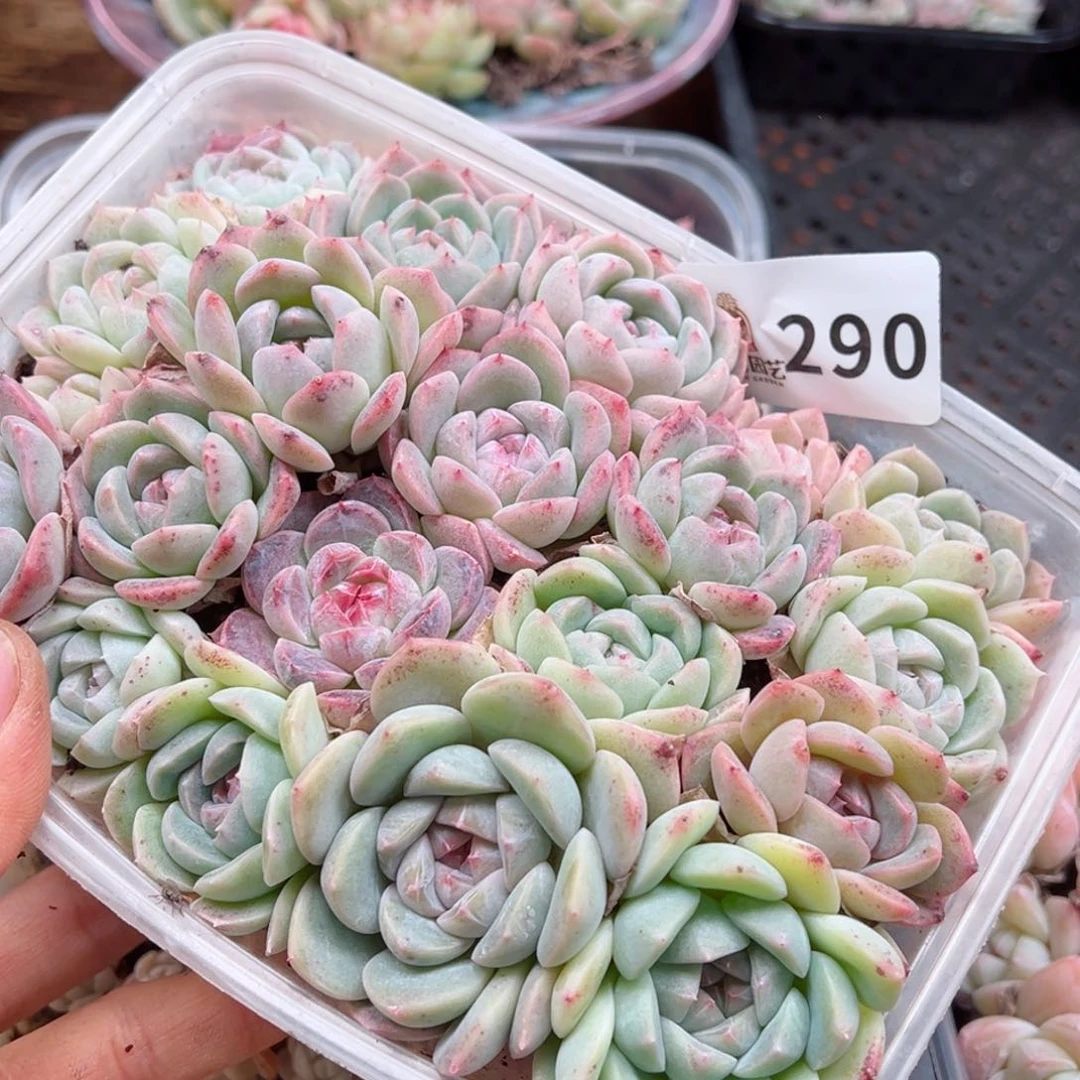 多肉植物多肉植物