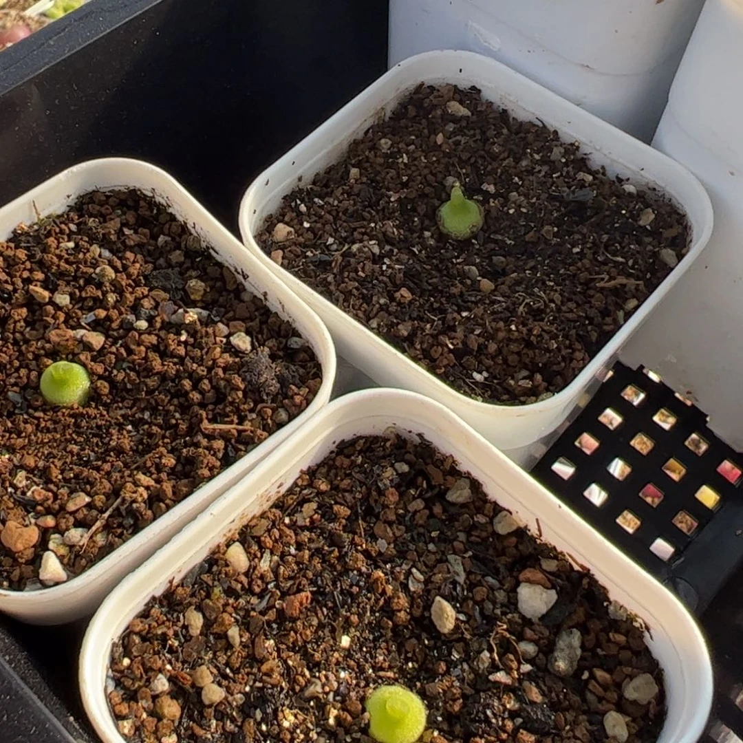 446多肉植物百科