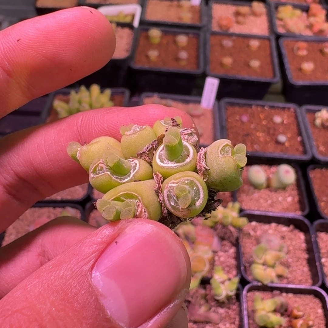 诗*云缦精品番杏14.45