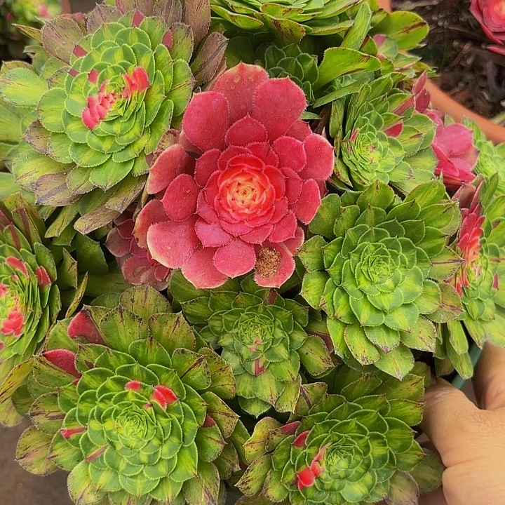 多肉植物福利603个