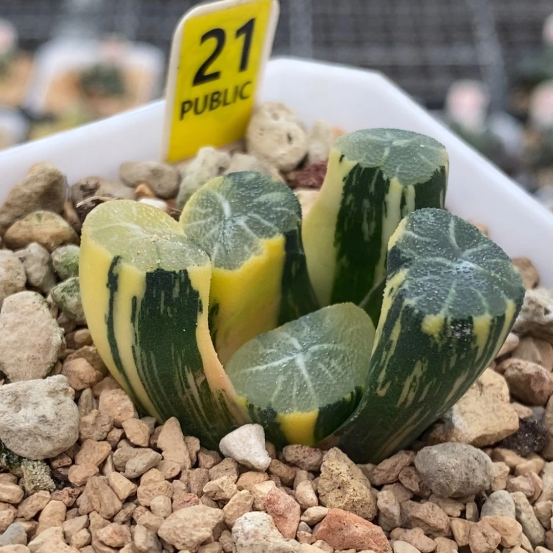 21号白妙万象锦多肉