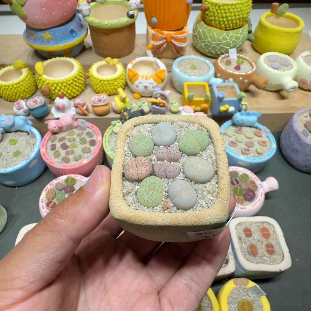 奕*蘑菇218彩拼大白