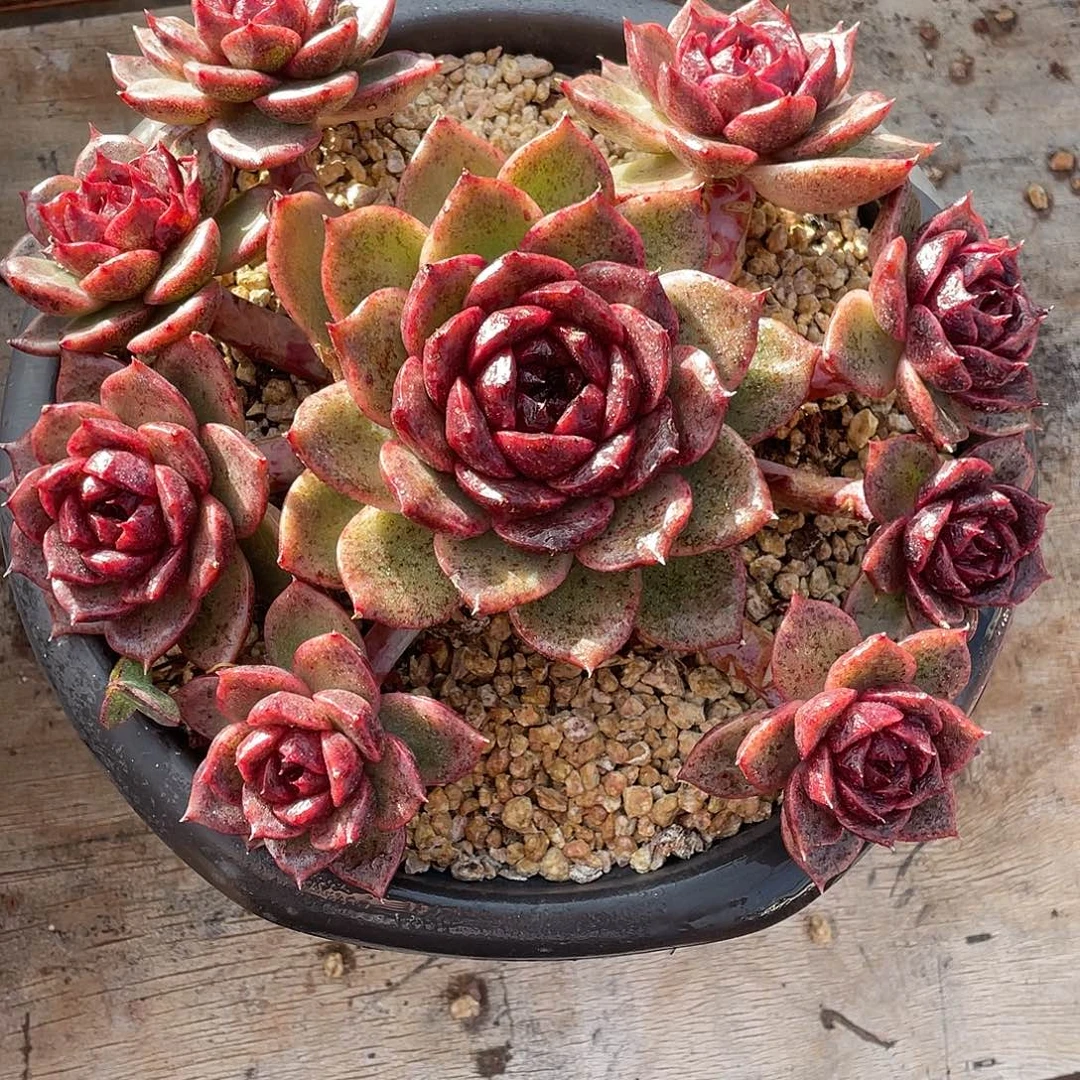 多肉植物一物一拍