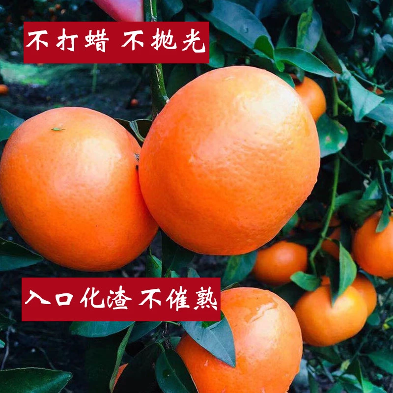 正宗广西武鸣沃柑新鲜现摘品质大果橙子柑橘橘子当季新鲜水果纯甜