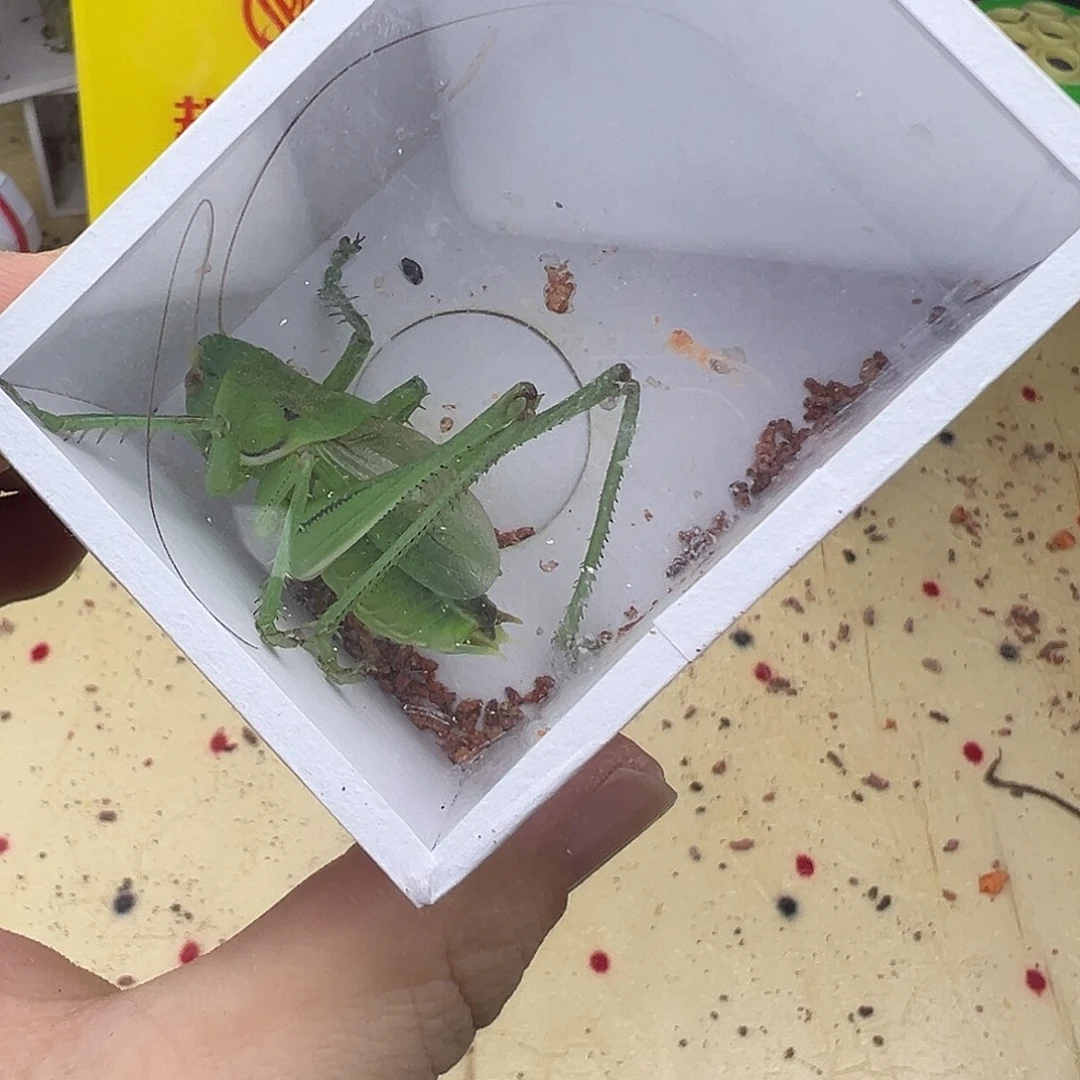 Y***贺蟋蟀天津武清本地绿蝈蝈