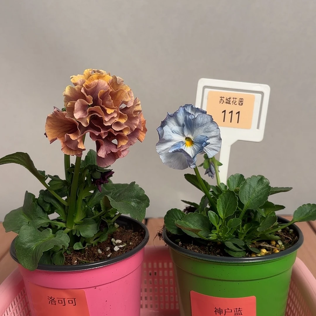 大部分开放少量花苞111