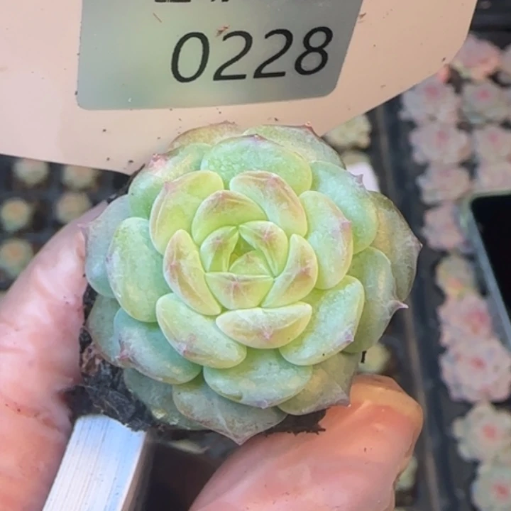 228号珍妮糖心