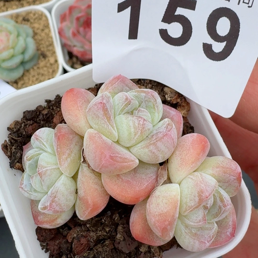 糖心冰玉 精美多肉植物