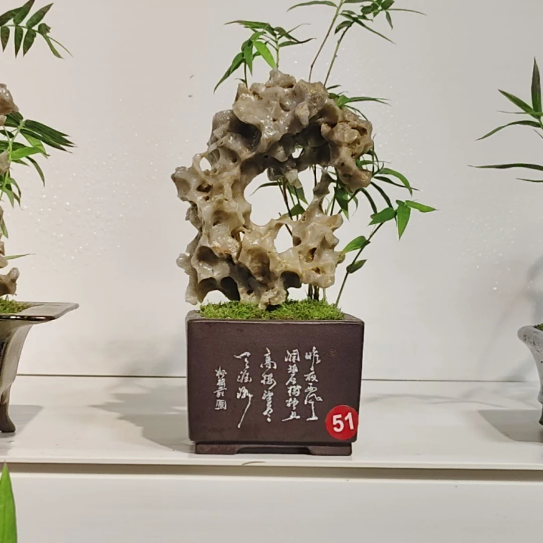 正***行无花朵盆景，凤尾竹，玉玲珑