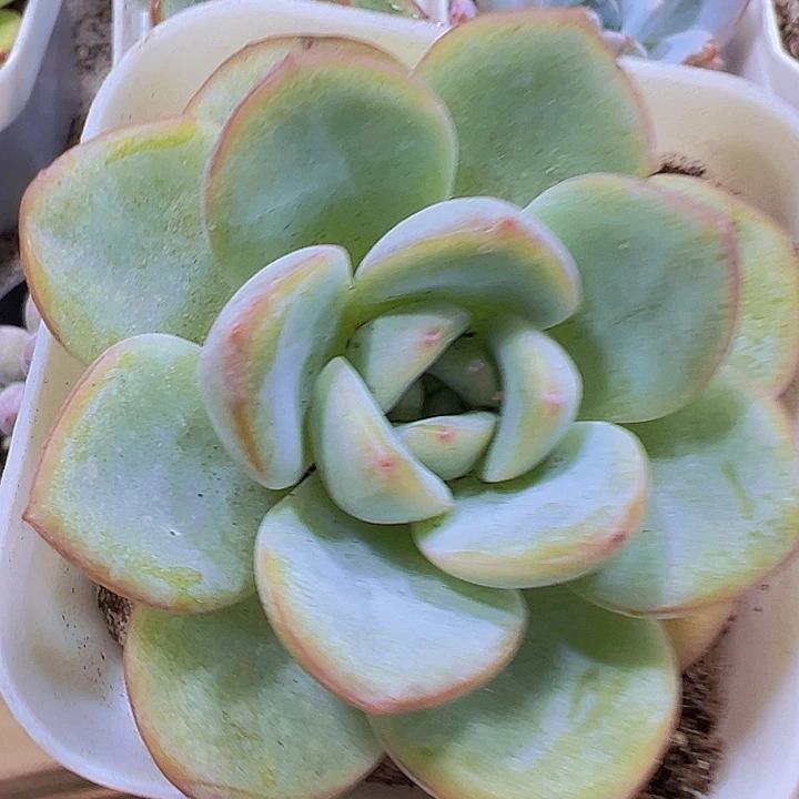 轰动19包邮多肉植物