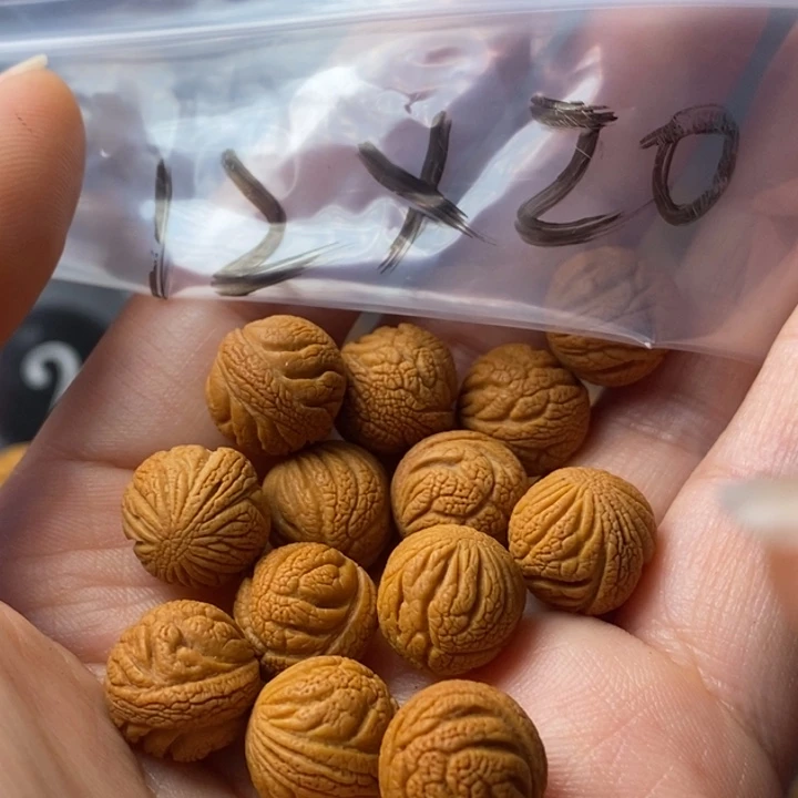 文玩核桃手串秦岭野生龙纹桃核12
