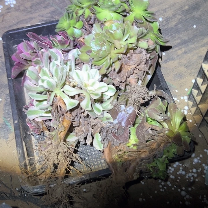 x***溪不包断枝一物一拍114