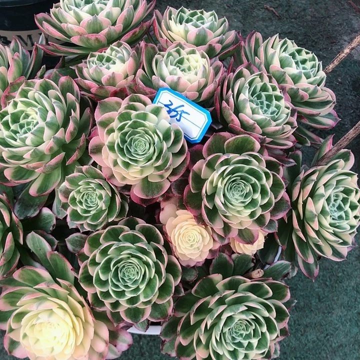 微***?365海王多肉法师