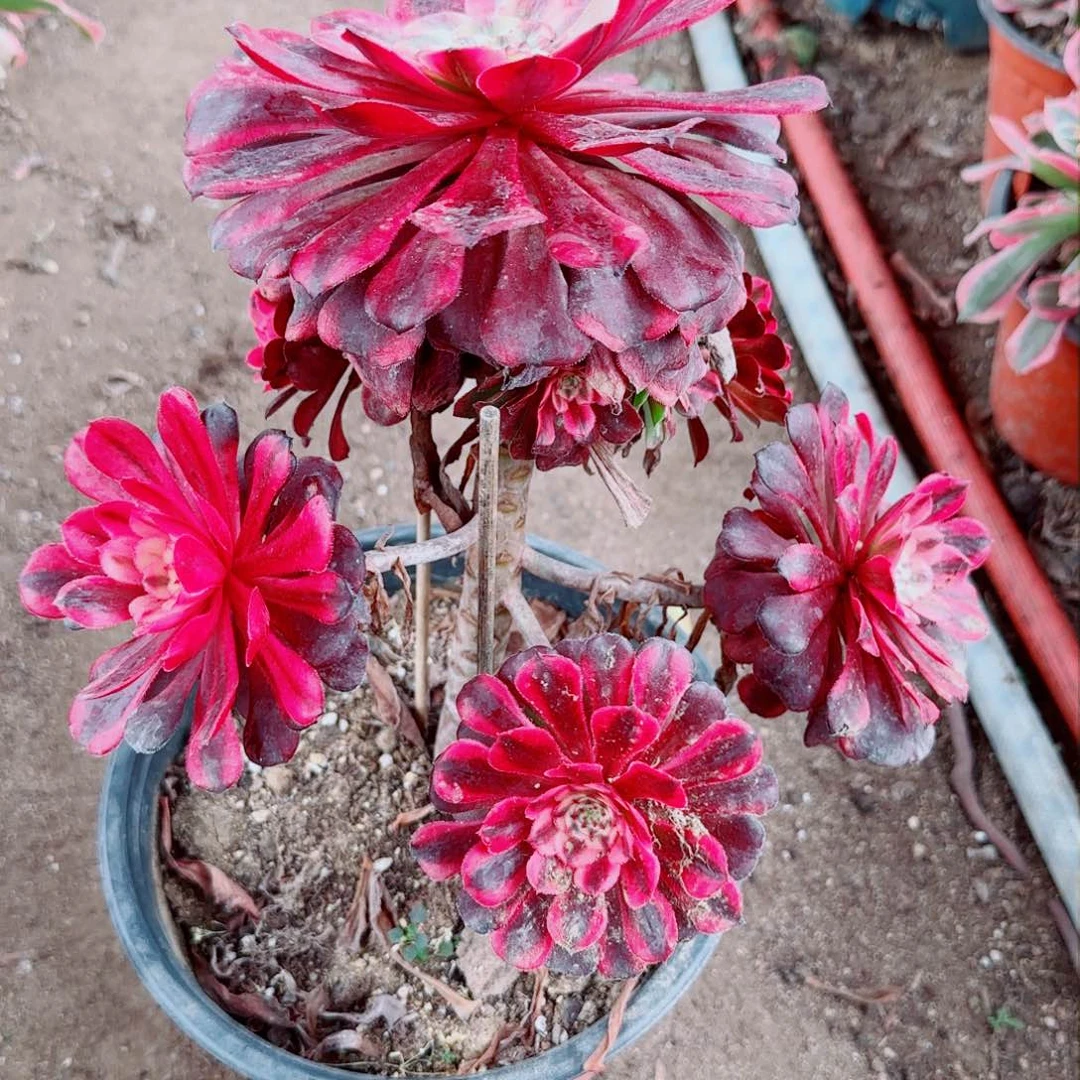 红颜法师多肉382