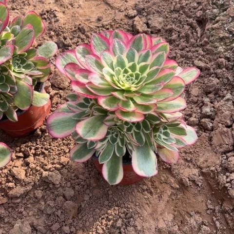 玉资多肉植物组合