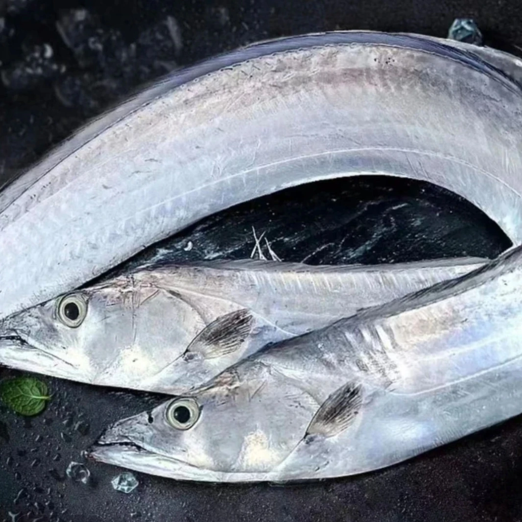 海捕钓带鱼(5斤8-9条)整条速冻后发货