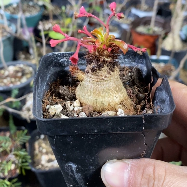 象鼻大戟科植物2.5厘米纤维的