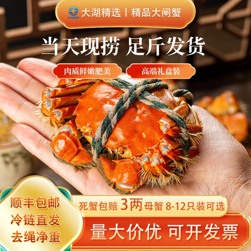 洪泽湖【活蟹】大闸蟹全母三两12只高端礼盒装送礼佳品新鲜大螃蟹