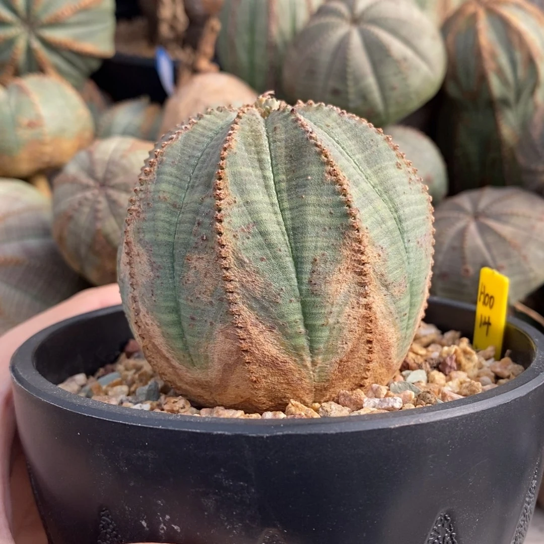 9 欧系实生布纹球多肉植物