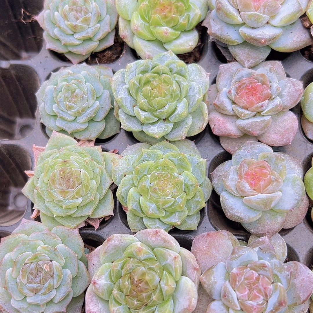 糖心组合15颗多肉