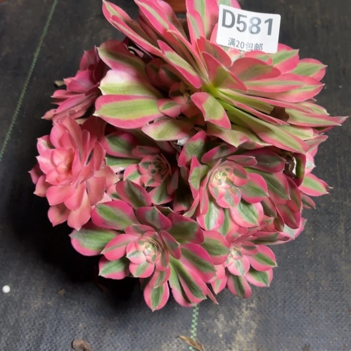 瑞妈一物一拍581