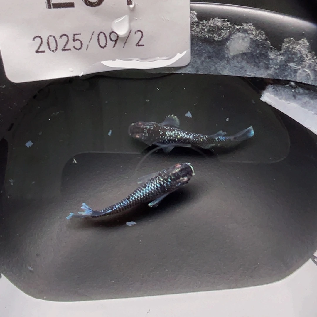 青鳉201午夜裙摆一对