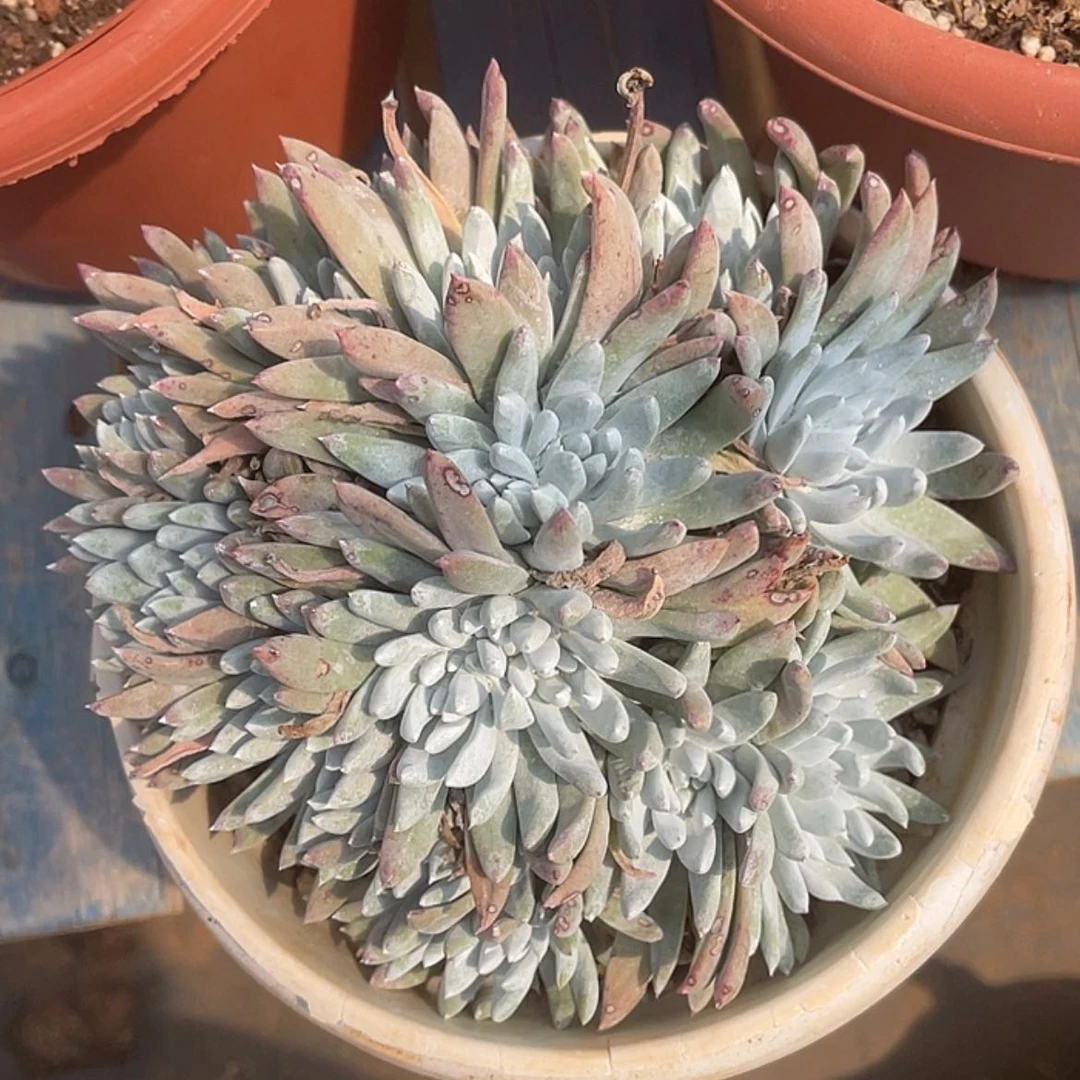 【闪购商品】M***e刘丹杂白菊