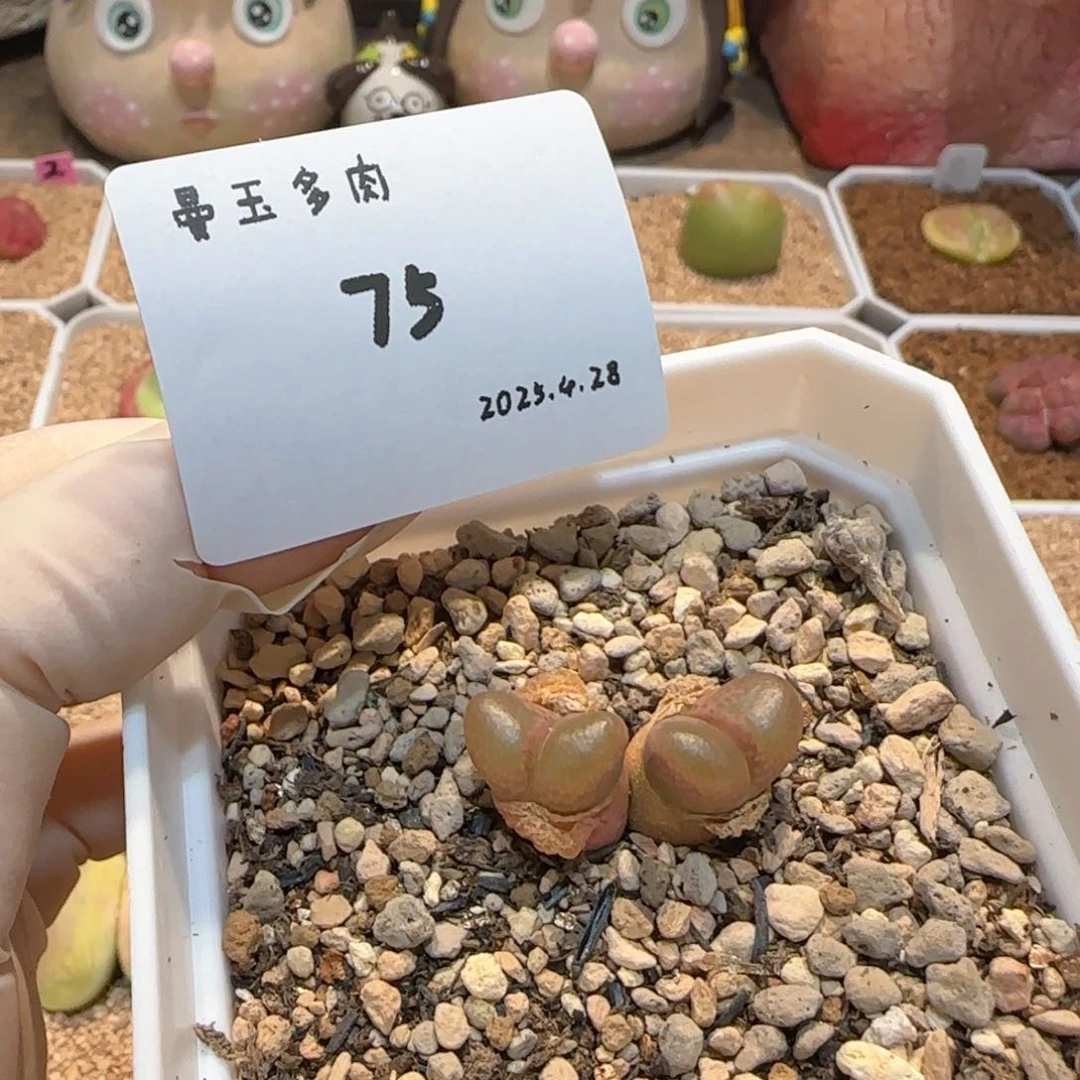 k****）多肉多肉多肉4.28-075