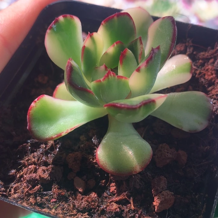 灵隐的白锦，锦哥多肉，