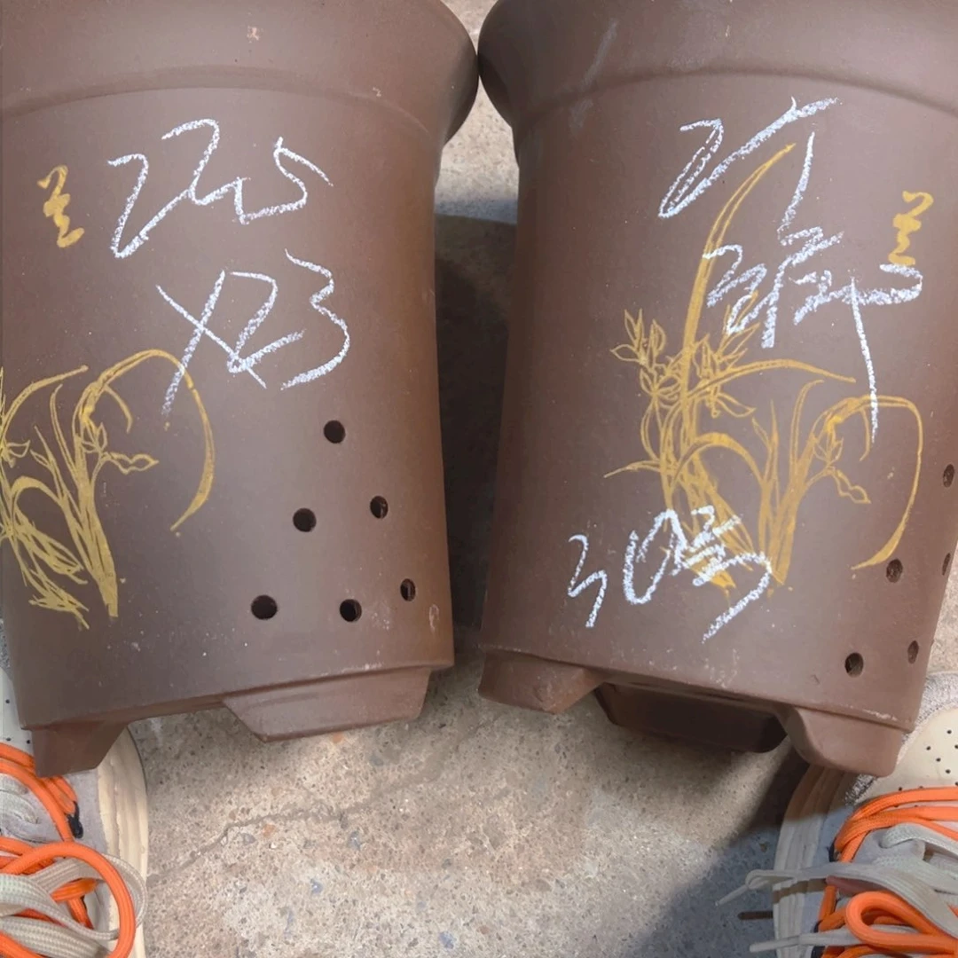 紫砂30。。。。。。………………………………