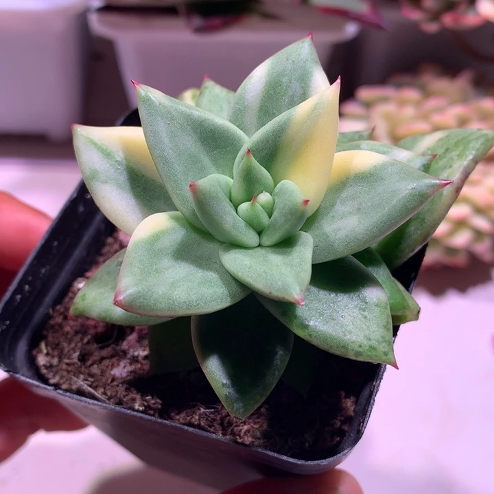 乌木杂锦锦锦锦锦锦