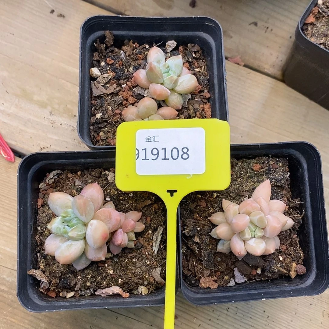 静***光三个三色美人。919108