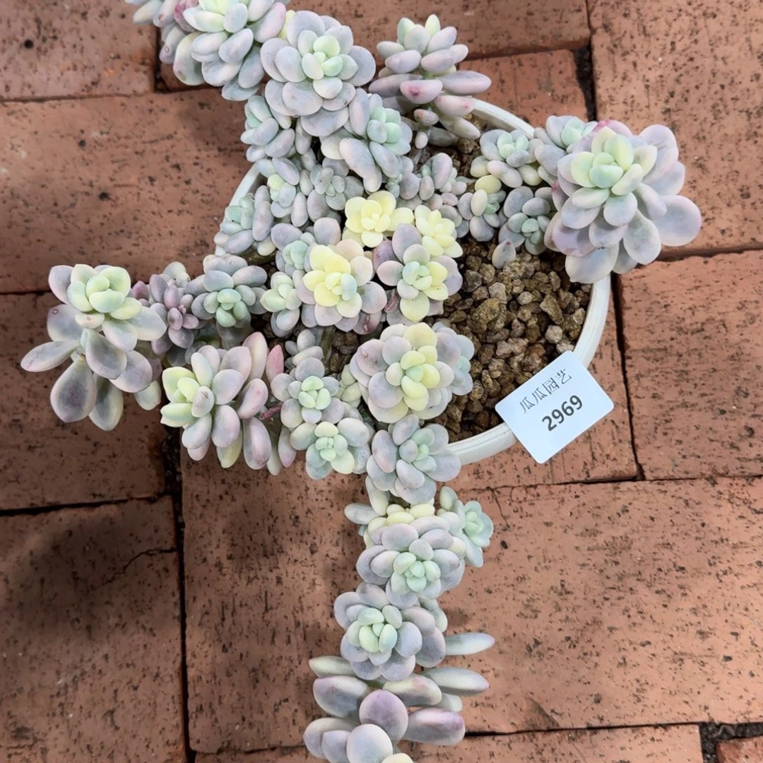 2969洛神锦大群多肉植物