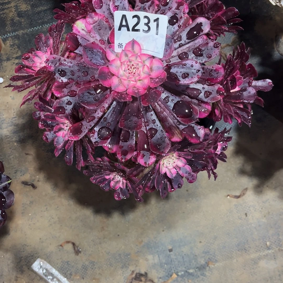 多肉植物红铜白231多肉