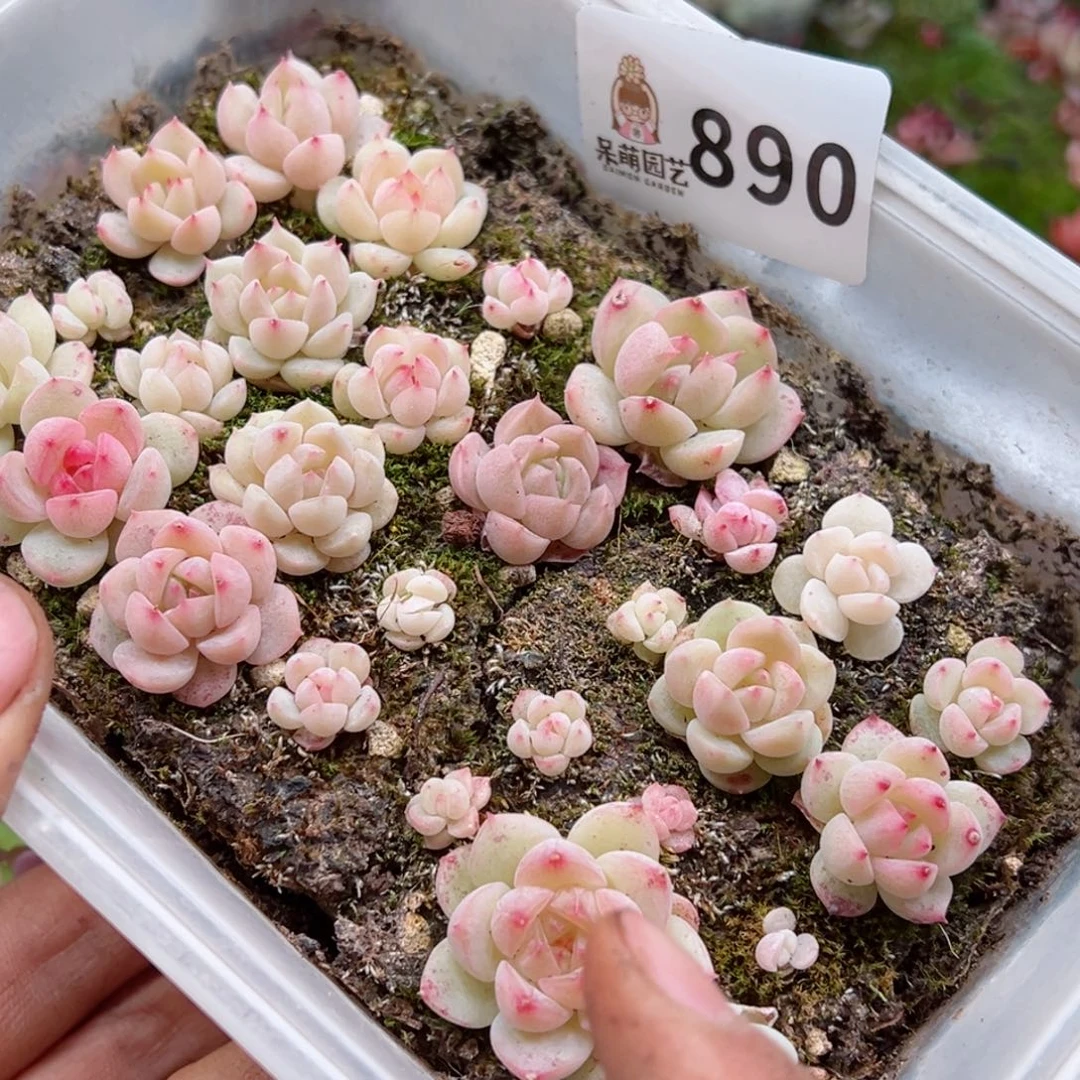 多肉植物多肉植物