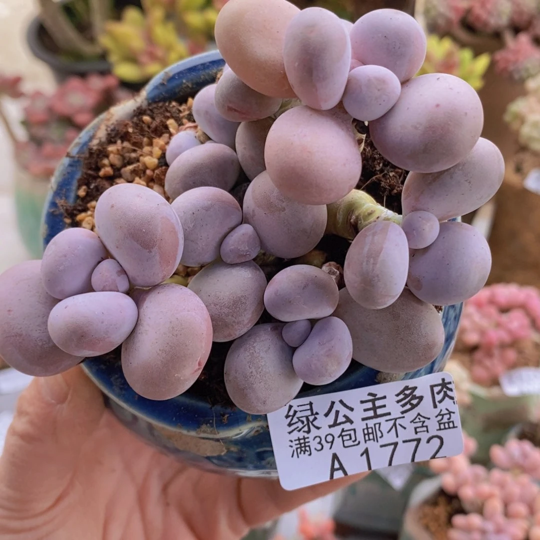 芭比奶洛10cm1772多肉酱